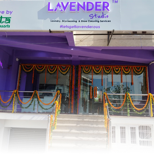 Lavender India jaipur